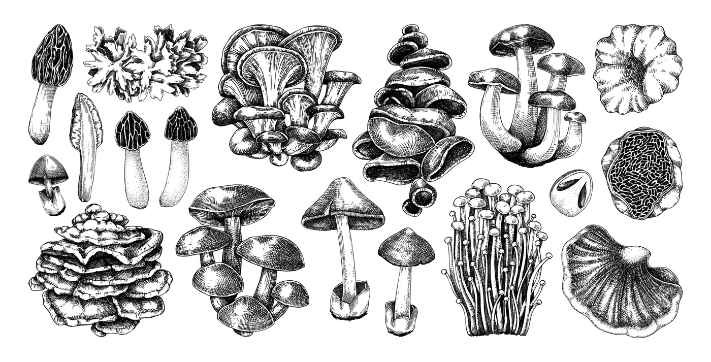 Hand-drawn mushrooms on chalkboard. Edible fungus sketches. Fungal protein, mycoprotein source, plant-based food, vegetarian product. Vector illustrations for packaging, menu, banner Illustration